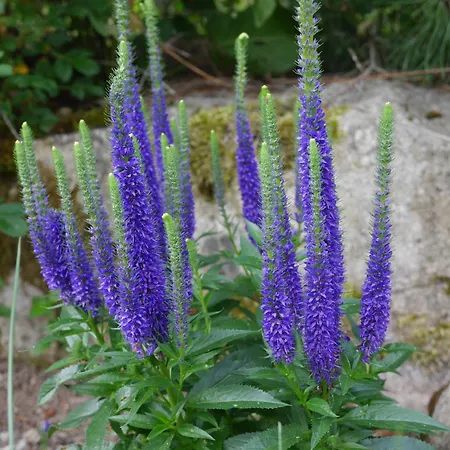 アパート Dworek Dla Alergikow 