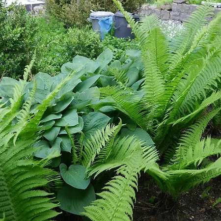 Dworek Dla Alergikow U Szkota * Jelenia Góra