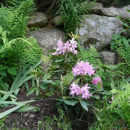 Dworek Dla Alergikow 