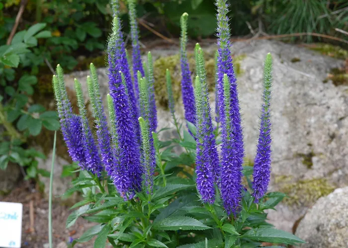 Apartament Dworek Dla Alergikow U Szkota