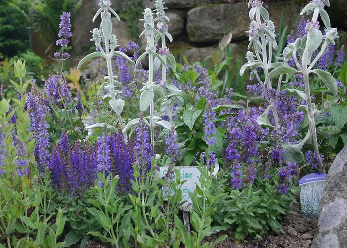 Dworek Dla Alergikow U Szkota Jelenia Góra