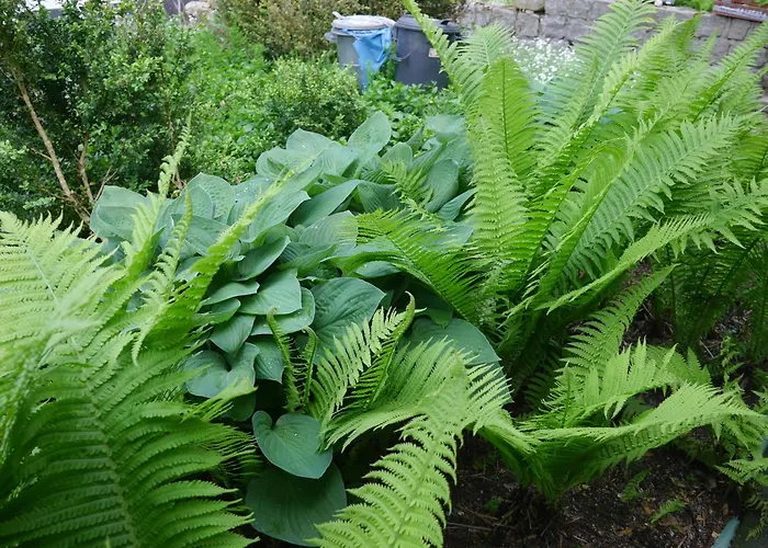 Dworek Dla Alergikow 