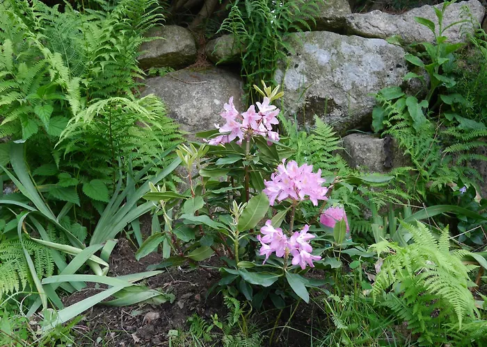 Dworek Dla Alergikow 